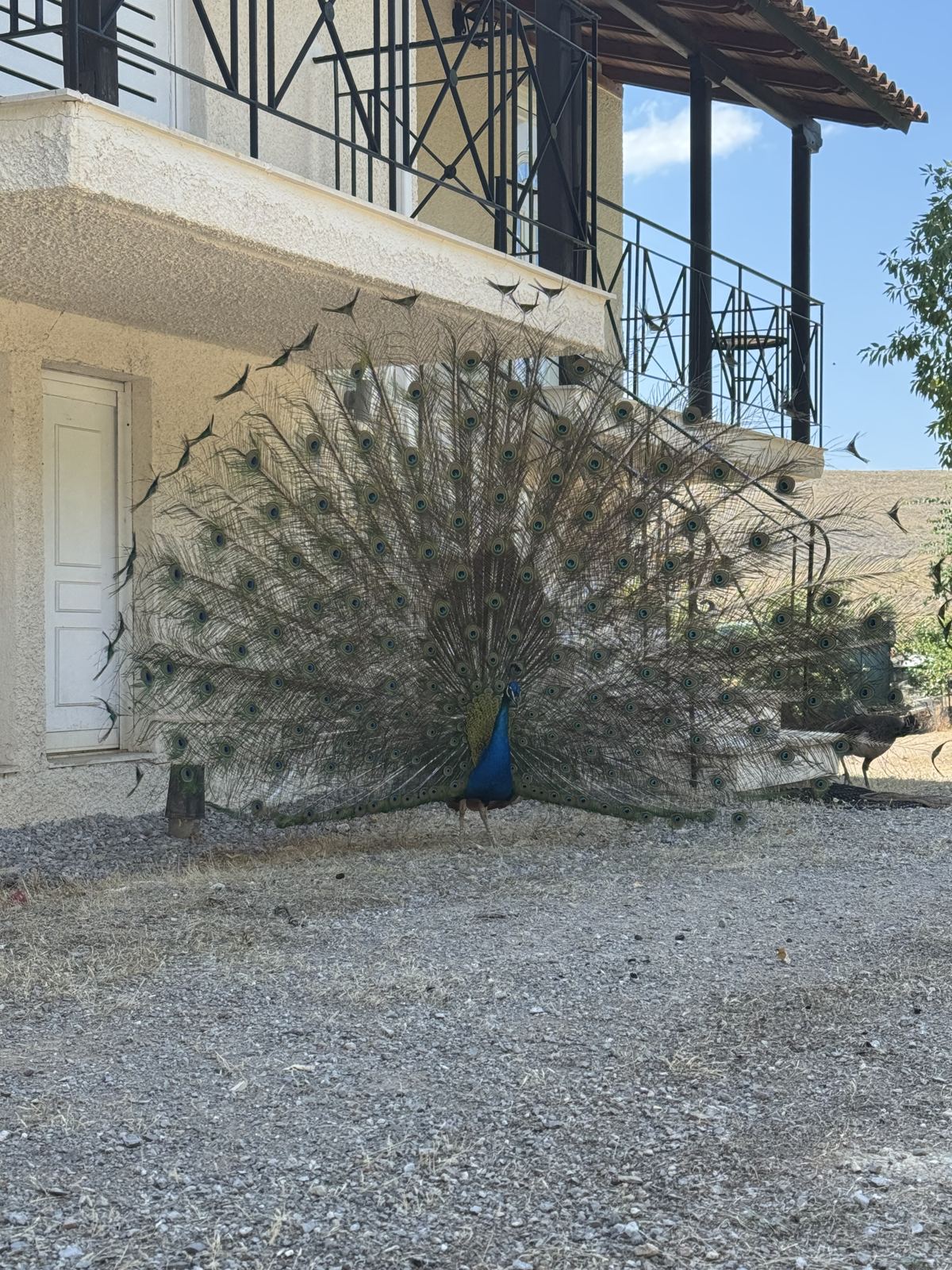 Παγόνι με ανοιχτή ουρά μπροστά στα διαμερίσματα